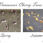 Spring versus Autumn Cherry Trees