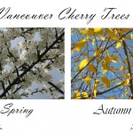 Spring versus Autumn cherry trees