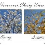 Spring versus Autumn Cherry Trees