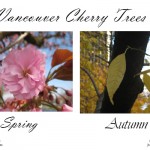 Spring versus Autumn cherry trees