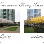 Spring vs Autumn Cherry Trees