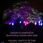 Sakura Illumination at Queen Elizabeth Park