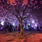 LOBO_Sakura Illumination_IMG_5295_lg