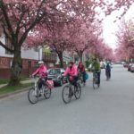 20170429_1106_Bike the Blossoms Linda Poole_ Yaletowner