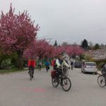 20170429_1106_Bike the Blossoms Midpoint 3_ Yaletowner