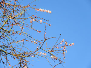 Autumnalis Rosea at Georgia/Willingdon
