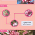 Whitcomb cherry trees identification guide (infographic)