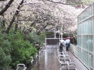 Burrar skytrain station blossoms