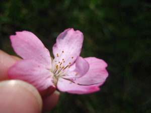 Petaloid on a whitcomb cherry blossom