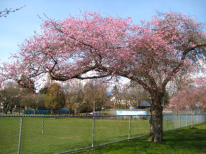Whitcomb cherry blossoms at McSpaden Park Vancouver