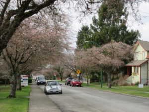 Autumnalis Rosea cherry blossoms at Georgia street with MacDonald street sign.