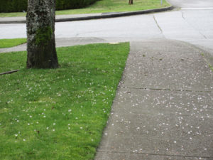 Autumnalis Rosea cherry blossoms fallen on the ground (Gerogia street, corner Willingdon)