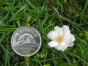 Autumnalis Rosea cherry blossom on the ground with a nickel 