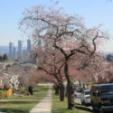 accolade cherry trees with Burnaby skyline