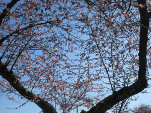 Accolade cherry trees