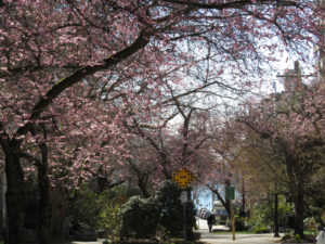 Accolade cherry trees at Chilco park