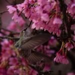 Okame-and-Hummingbird_FraserParkade_TonySun_20200307_UBC-7574-Edit