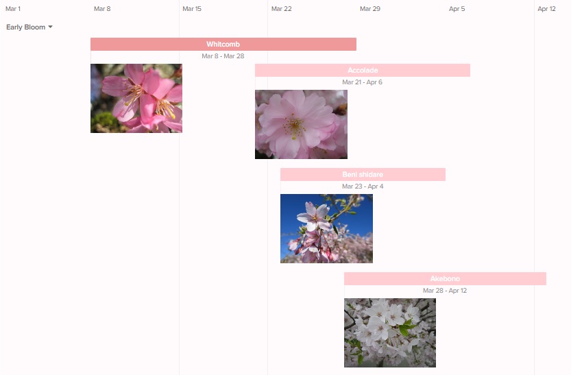 Timeline_2020_Vancouver_Cherry_Blossoms_Tremblay